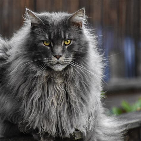 Cat Breeds With Fluffy Ears Cat Meme Stock Pictures And Photos