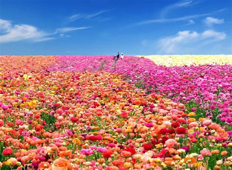 Flower Fields At Carlsbad Ranch California Eazynazy