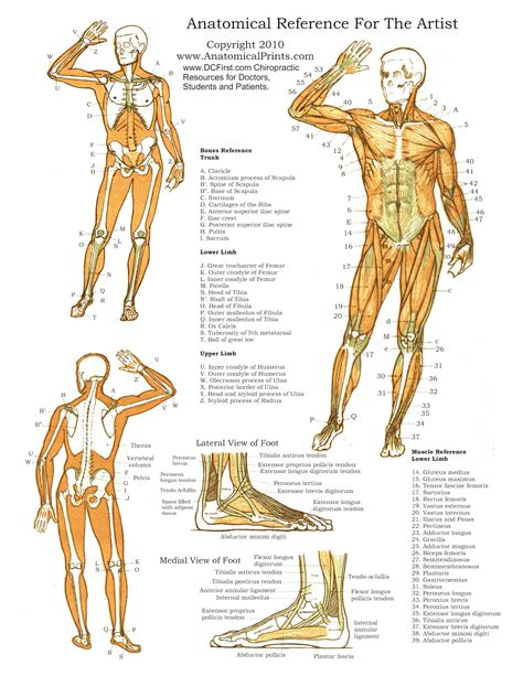 Free Printable Anatomy Charts Printable Templates