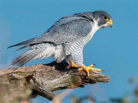 Hawks Birds Of Prey Outdoor Interpretive Signs Birds Of Prey Osprey Eagles Hawks Falcons
