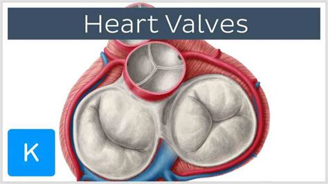 Heart Valves Anatomy Pictures