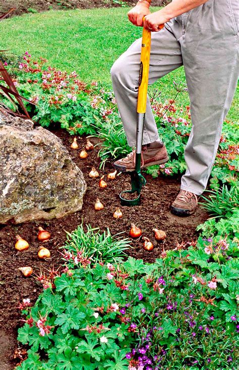How To Plant Spring Bulbs Better Homes And Gardens
