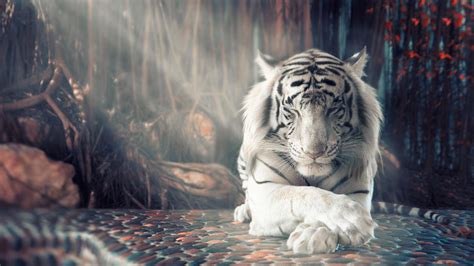White Tiger Wallpapers Top Free White Tiger Backgrounds