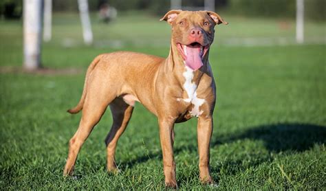 American Pitbull Terrier Historia Y Características Razas De Perro