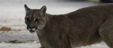 70 Year Old Utah Hiker Fights Off Cougar With Rock The Daily Caller