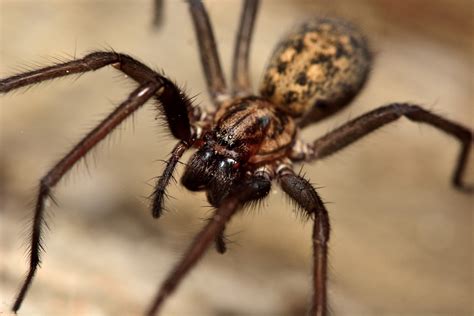 spider control and treatments for the home yard and garden