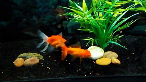 How I Feed My Goldfish Youtube