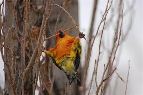 Sun Conure 14 To See Our Birds Flying Outside Visit Us O Flickr