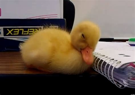 Sleepy Duckling Struggles To Stay Awake Video Huffpost