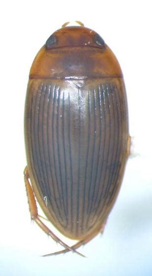 Copelatus Glyphicus Bugguidenet