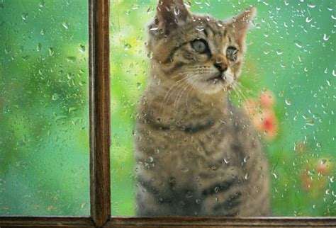 He says that he likes it the way that it this american way, desiring material objects and becoming bored, is contrasted with an italian way of vacationing. Cats Looking Out the Window at the Rain