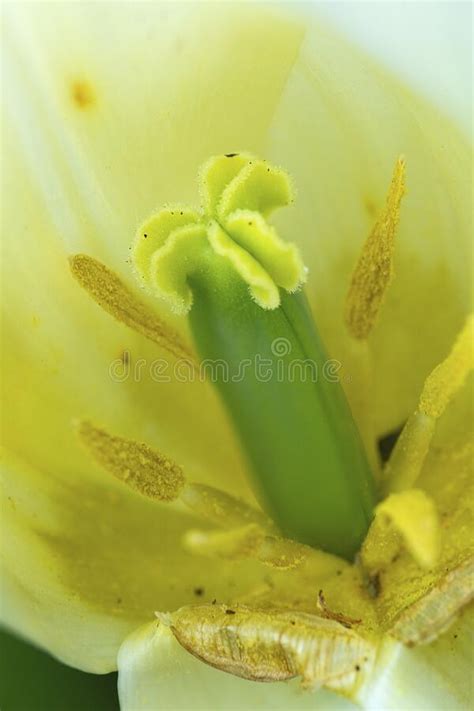 Closeup Of Reproductive Anatomy Of A Tulip Flower Stock Image Image