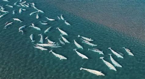 2000 Beluga Whales Captured In Rare And Stunning Arctic Drone Video