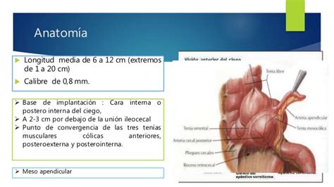 Is that cecal is while caecal is of or pertaining to the caecum. ANATOMIA APENDICE CECAL PDF