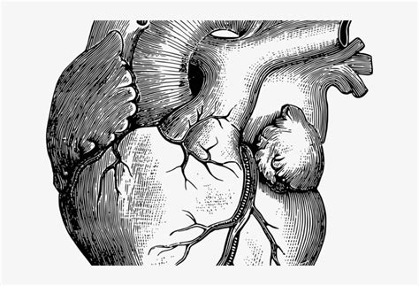Anatomy Clipart Real Heart Realistic Human Body Drawings Png Image