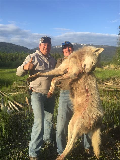 Garrett Bros Outfitting And Consulting Wolf Hunts In Canada