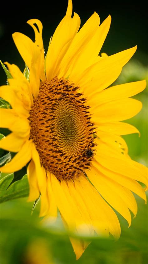 Sunflower Mckee Beshers Wma Poolesville Md Carlos Quijano Jr Flickr