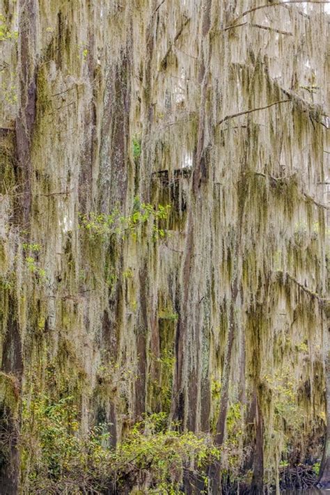 Somerset House Images Bald Cypress Trees Draped In Spanish Moss In