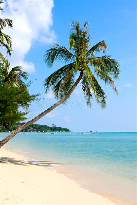 Dream Scene Beautiful Palm Tree Over White Sand Beach Summer N Stock