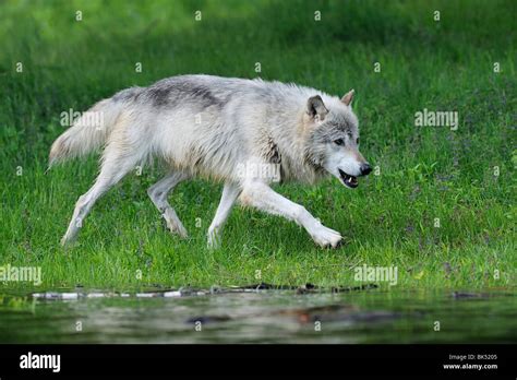 Gray Wolf Minnesota Usa Stock Photo Alamy