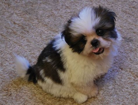 Puppies born july 1, 2020 blacks 4 females and 5 males. Shih Tzu Puppies For Sale | Colorado Springs, CO #167052