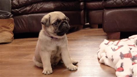 Visiting Winston 6 Week Old Pug Puppy Youtube
