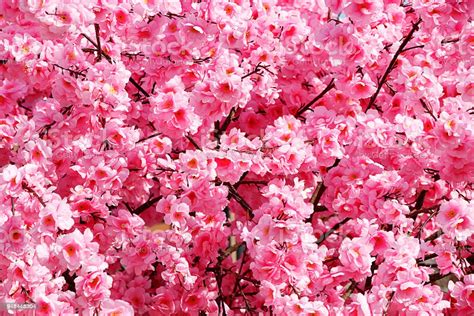 Beautiful Pink Flowers Blooming In The Spring In The City Stock Photo