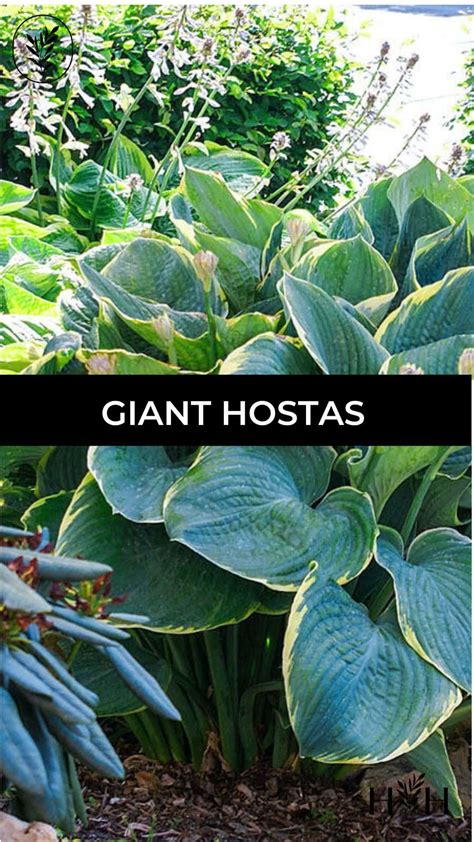 15 Giant Hostas 🌿 🌳 These Large Varieties Can Transform Your Garden