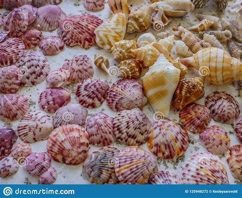 Sanibel Island Shells Stock Photo Image Of Island