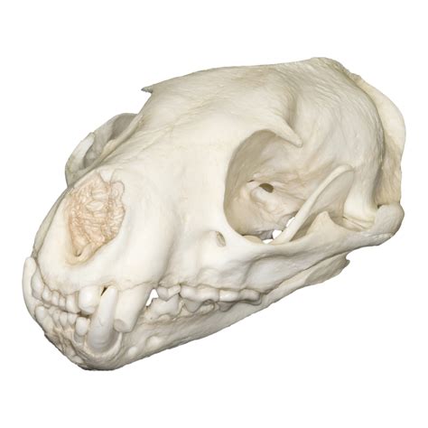 Replica Fossa Skull For Sale — Skulls Unlimited International Inc