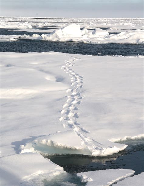 Polar Bear Tracks On The Sea Ice Terra Incognita Ecotours