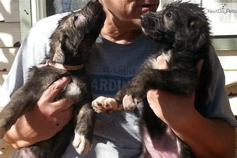 We love irish wolfhounds and we want to help other. Irish Wolfhound puppy for sale near Abilene, Texas. | 7e2281f8-6fc1