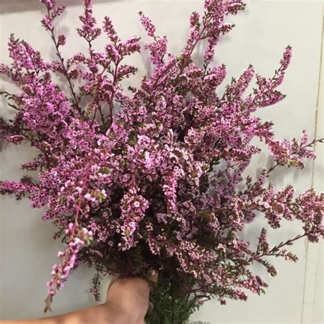 On the street of west dyer road and street number is 603. OC Wholesale Flowers | Calycina