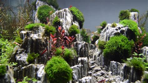 Aquascape Planted Aquarium With Glimmer Wood Rock Day 3 Youtube