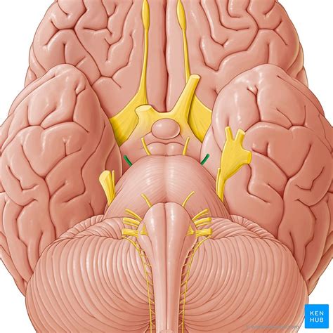 Cranial Nerves Anatomy Names Functions And Mnemonics Kenhub Porn Sex