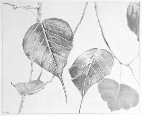 Leaves Of A Bo Tree Drawing By Me With Graphite Pencils On Paper 34