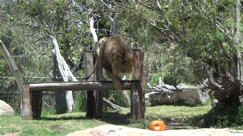Lion Perth Zoo Youtube