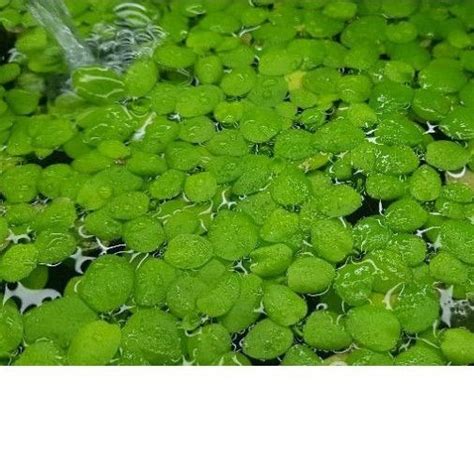 Floating Aquatic Plants Limnobium Laevigatum Aka Amazon Frogbit Marimo Moss Ball Furniture