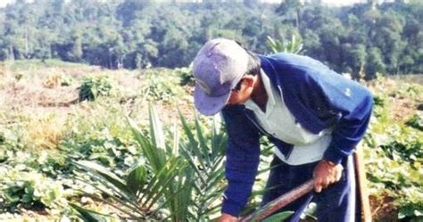 Official facebook page of malaysian palm oil. Woman724: PLANTATION LIFE (5) Oil Palm - Planting