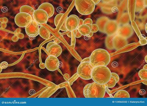 Candida Auris Fungi Emerging Multidrug Resistant Fungus Stock