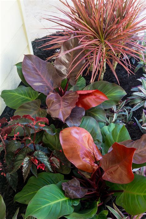 They include cogshall, carrie, mallika and nam doc mai. Tropical plantings in South Florida patio design by JDLA # ...