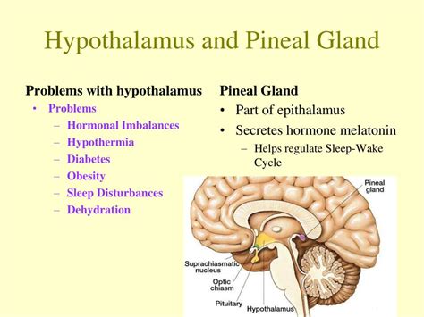 Ppt Brain Anatomy Powerpoint Presentation Free Download Id5669727