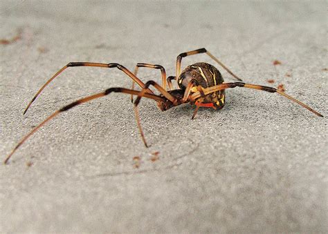 Brown Widow Spider From Florida Pic 3 Biological Science Picture