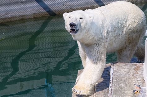 Free Images Zoo Mammal Polar Bear White Bear Animals Vertebrate