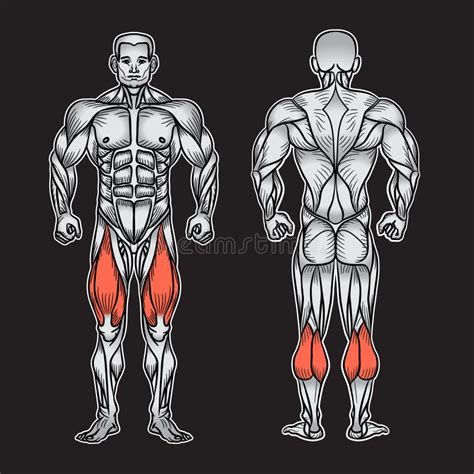 Anatomy Of Male Muscular System Exercise And Muscle Guide Stock
