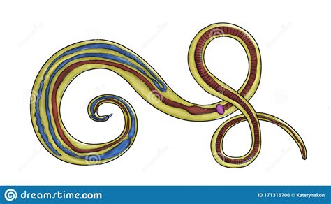 The `large Roundworm` Of Humans Ascaris Lumbricoides Royalty Free