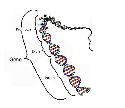 Biobook Leaf What Are Genes