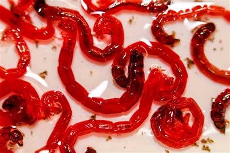 Bloodworms The Best Aquarium Snack Pets For Children