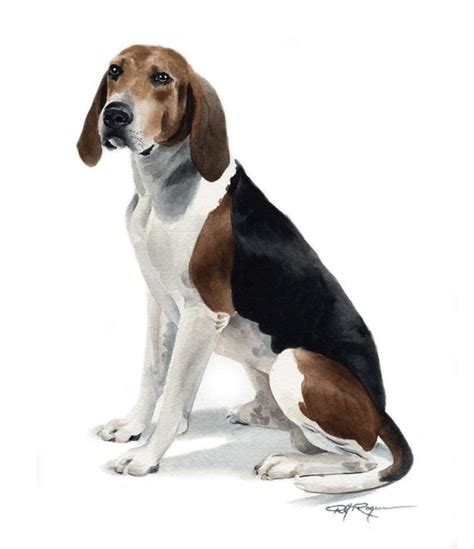 Treeing Walker Coonhound Dog Watercolor Painting By K9artgallery