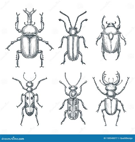 Bugs And Beetles Set Vector Sketch Hand Drawn Illustration Insects Collection Isolated On